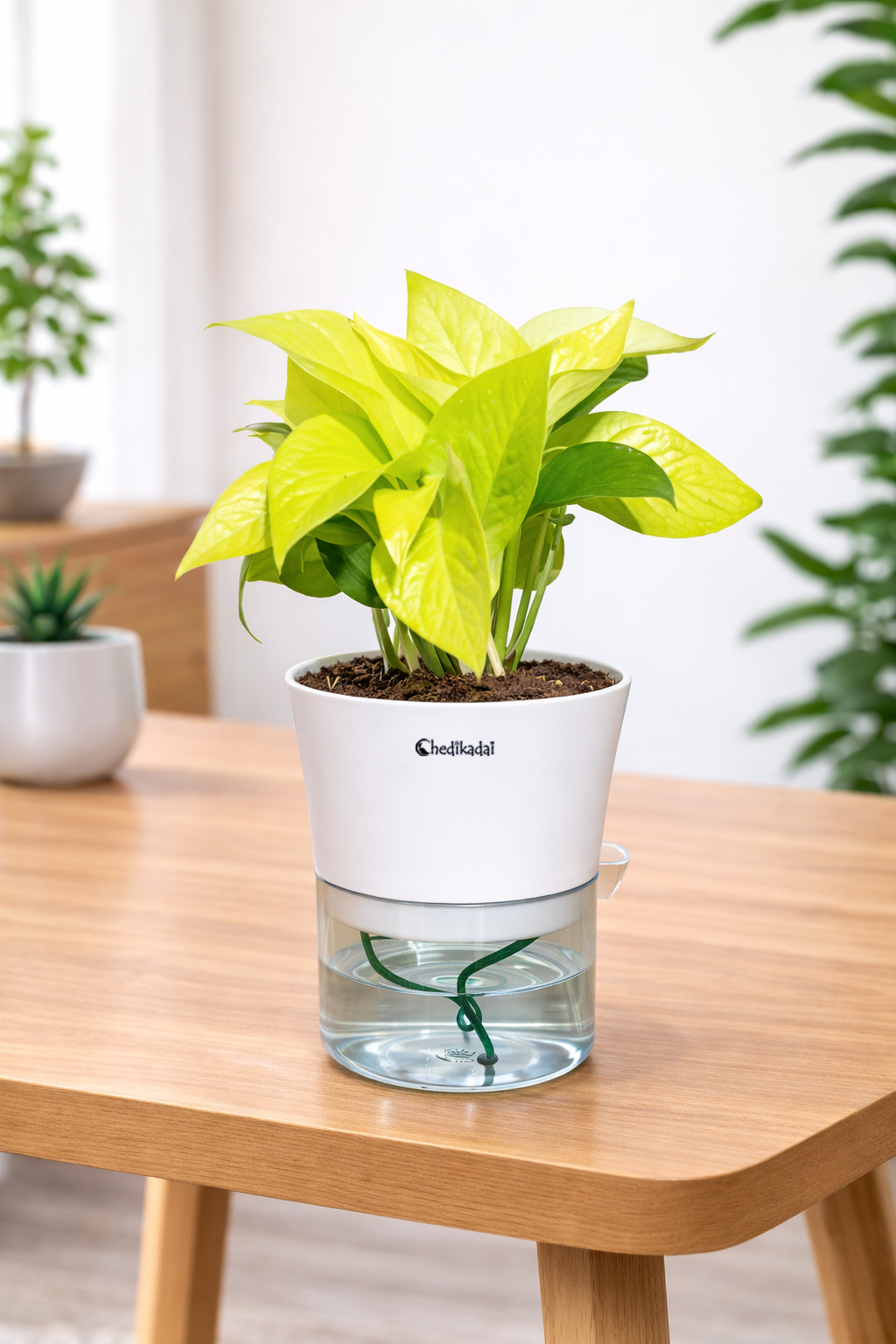 Money plant Golden with Self-watering