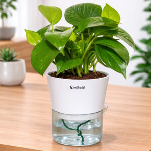 Money plant green with self-watering