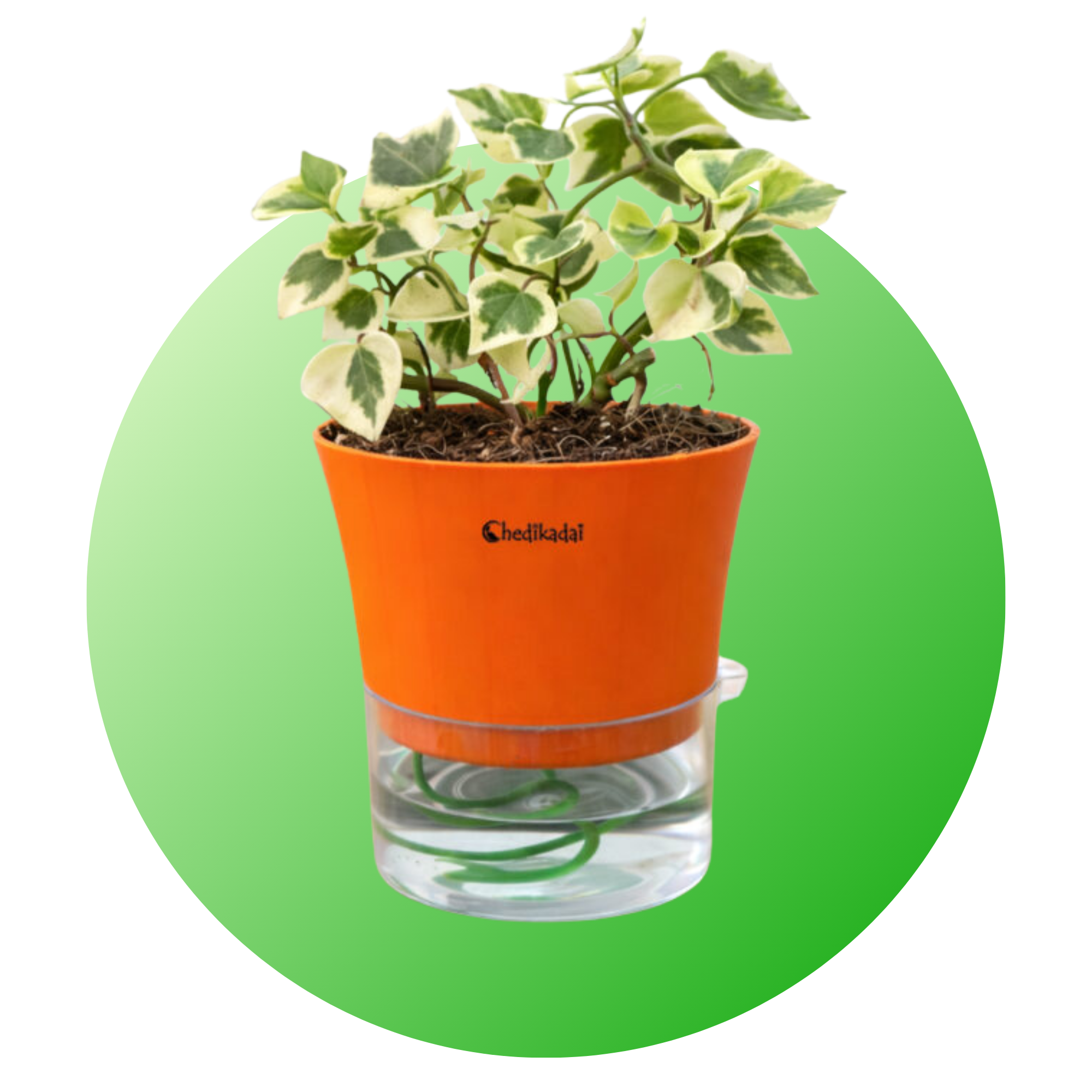 Single - Self Watering