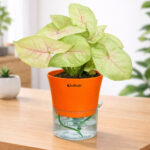 Syngonium Golden with Self-watering