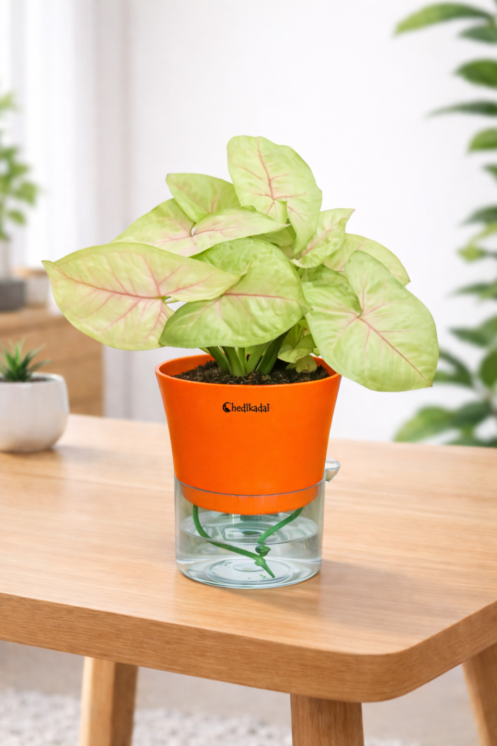 Syngonium Golden with Self-watering