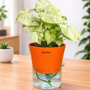 Syngonium White with Self-watering