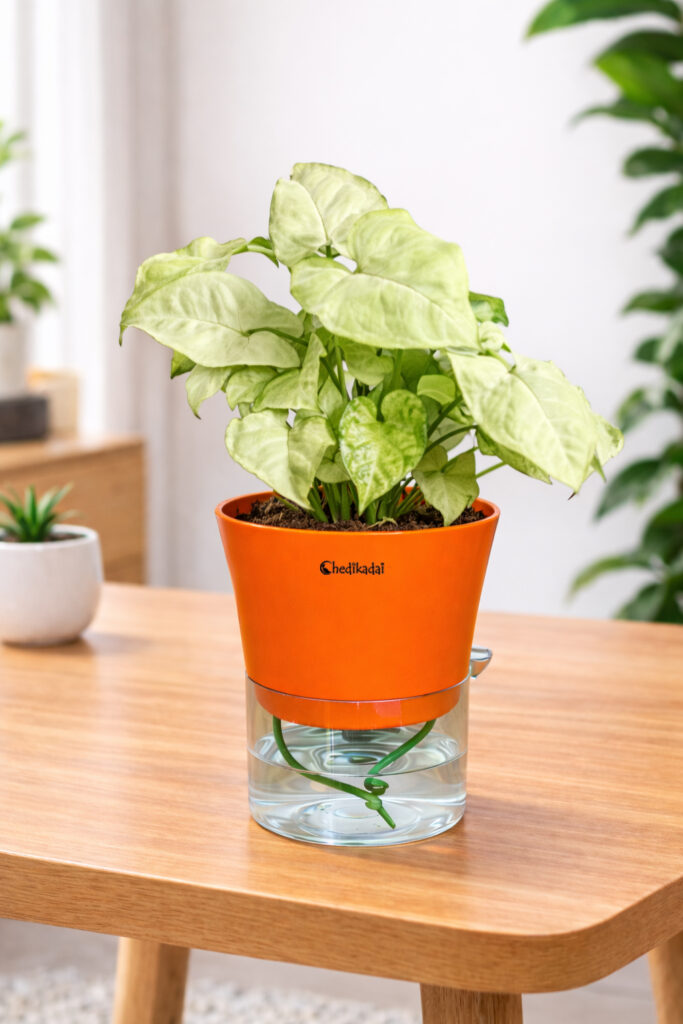 Syngonium White with Self-watering