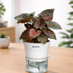 Syngonium Black with Self-watering