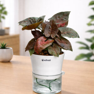 Syngonium Black with Self-watering