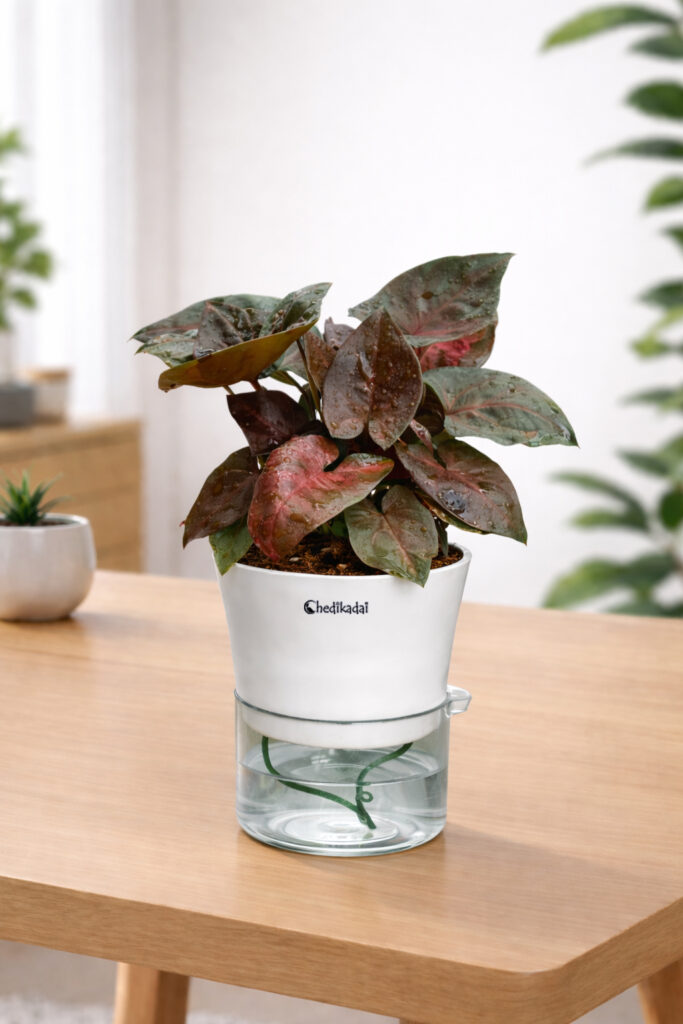 Syngonium Black with Self-watering