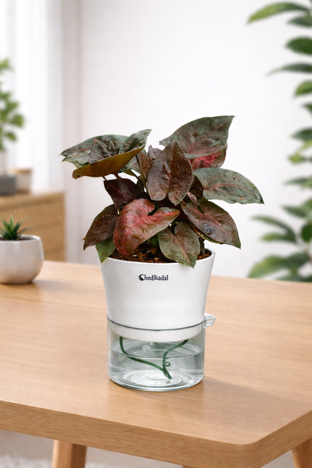 Syngonium Black with Self-watering