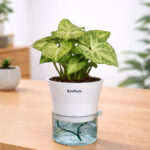 Syngonium Green with Self-watering