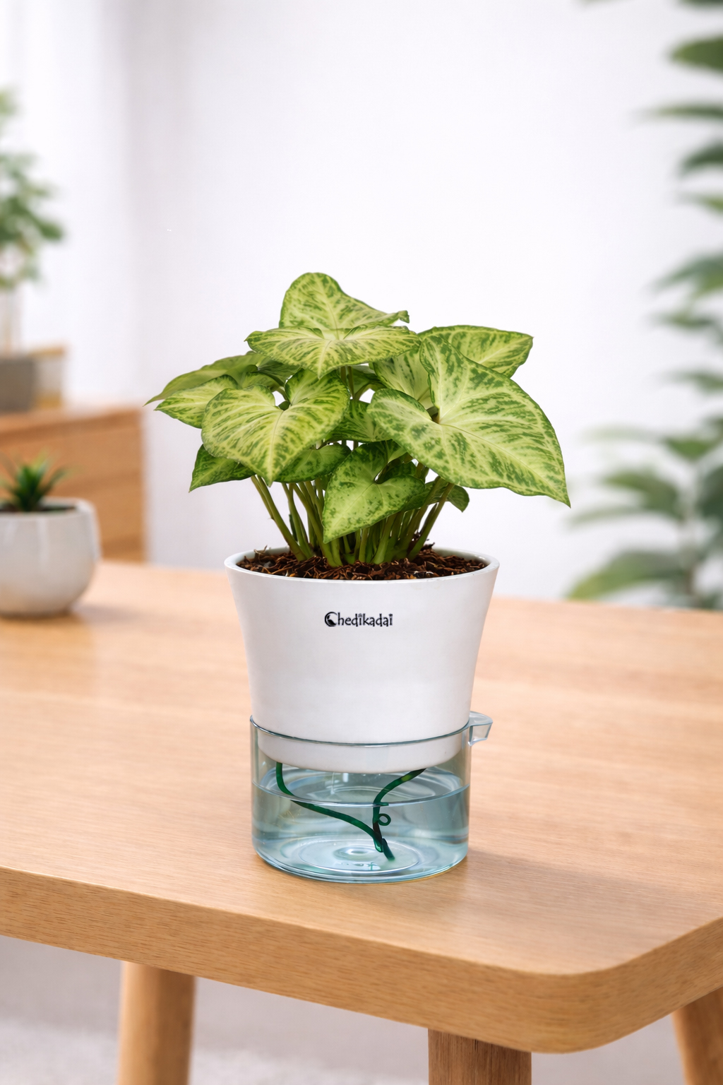 Syngonium Green with Self-watering